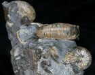 Three Hoploscaphites Ammonites + Baculites #6133-6